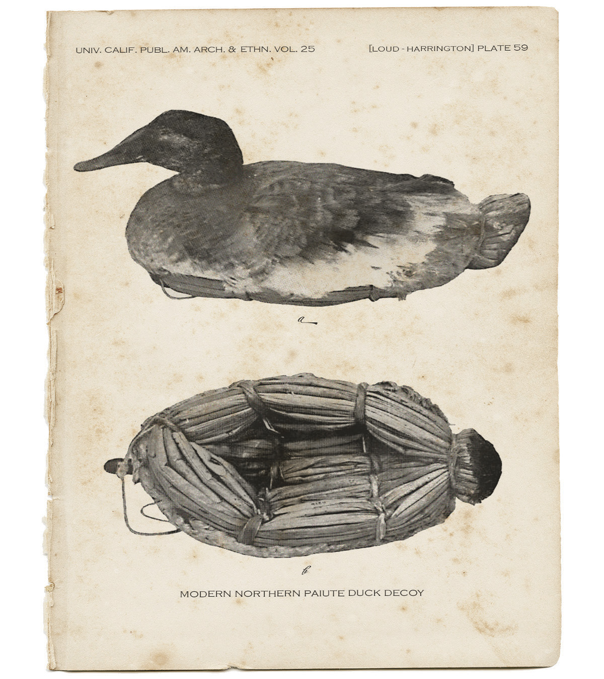 University of California Press.jpg